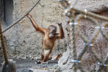  Young orangutan gymnastics in the enclosure.