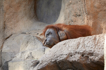 Young orangutan taking a siesta.