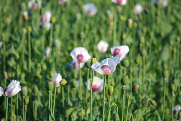 Opium poppy flowers in the field