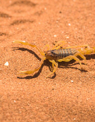 Moroccan Scorpion on the desert sand, Scorpion in close-up Buthus Mardochei