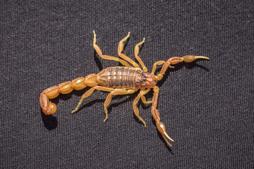 Scorpion in close-up on black fabric, Moroccan scorpion Buthus mardochei