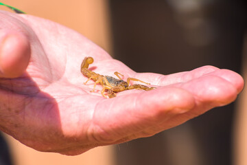 Holding Scorpion in close-up, Moroccan Scorpion on hu,an hand Buthus mardochei