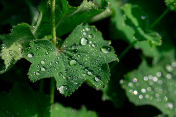 Green leaves in dew drops. After the rain.