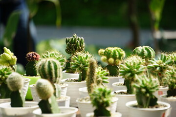Beautiful cactus for interior in the garden 