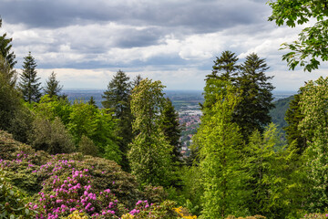 beautiful landscape with Rhododendrons in spring