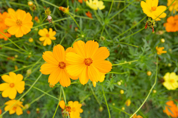 Lots of Closeup Sulfur Cosmos beautiful flowers in the garden