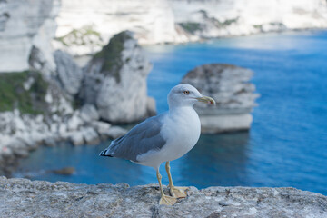 Fototapeta premium Stadtmauer von Bonifacio mit Möve 