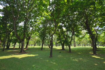 Fototapeta na wymiar Lots of big trees provide shade in the large park