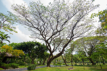 Fototapeta na wymiar Large trees spread beautifully in a large park