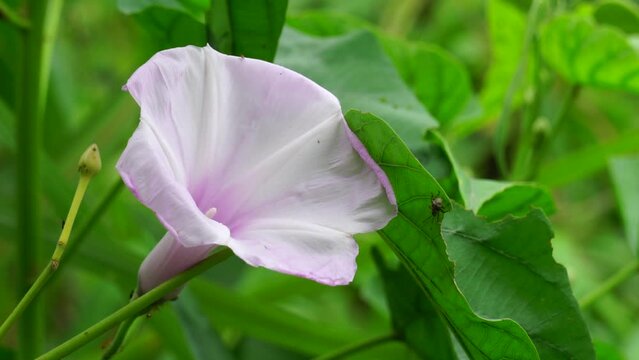 Ipomoea carnea (Also called Kangkung pagar, krangkungan, pink morning glory) in nature.