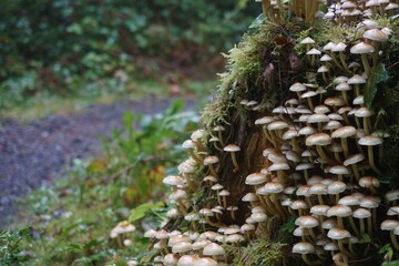 Mushroom growing on tree stomp