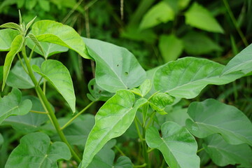 Ipomoea carnea (Also called Kangkung pagar, krangkungan, pink morning glory) in nature.