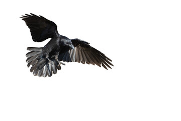 Fototapeta premium Birds flying raven isolated on white background Corvus corax. Halloween - flying bird 