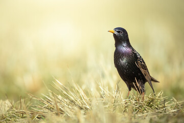 Bird - common starling Sturnus vulgaris, summer time Poland Europe