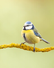 Bird - Blue Tit Cyanistes caeruleus perched on tree winter time small bird on blurred background	

