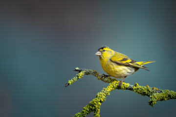 Bird Siskin Carduelis spinus male, small yellow bird, winter time in Poland Europe