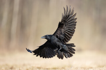 Bird beautiful flying raven Corvus corax North Poland Europe