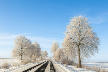 Obraz premium Landscape winter frosty sunny day, blue sky, trees covered with frost, Poland Europe