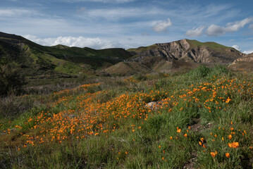 Spring Poppy Bloom Near Soledad Canyon, Santa Clarita, California