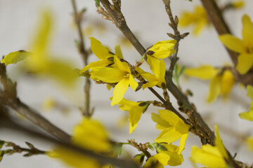 forsythia flower branch