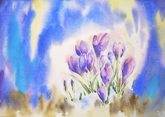 Crocuses flower in spring, watercolor illustration with blue background.