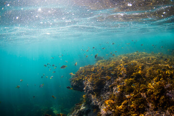 Beautiful school of fish underwater around the reef.