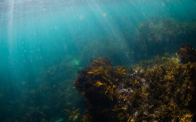 Naklejka na ściany i meble Beautiful seaweed under the morning light underwater.
