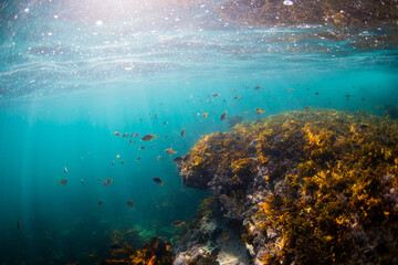 Beautiful school of fish underwater around the reef.