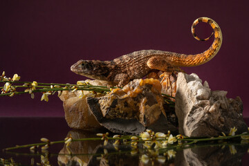 Northern curly-tailed lizard on rock with yellow genista in studio. Portrait of saw-scaled curlytail with reflection on dark purple background. High quality photo of Leiocephalus carinatus