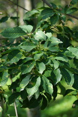 Hevea brasiliensis (Also called Para rubber tree, sharinga tree, seringueira, rubber tree, rubber plant, para) in the field. This plant produces latex