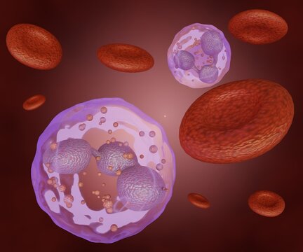 Neutrophils also known as neutrocytes, heterophils or polymorphonuclear leukocytes. red blood cells and white blood cells in the blood vessel 3d rendering