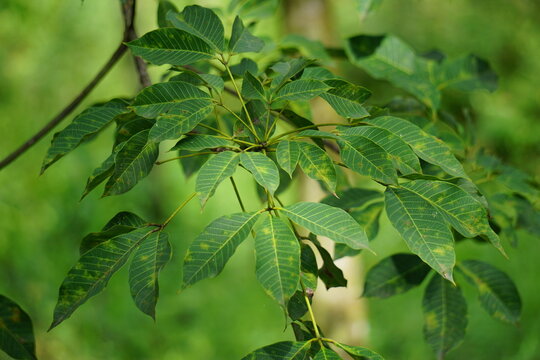 Hevea brasiliensis (Also called Para rubber tree, sharinga tree, seringueira, rubber tree, rubber plant, para) in the field. This plant produces latex