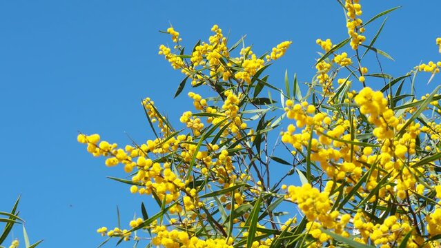 Golden yellow mimosa bush (acacia pycnantha) plant and blue sky. Branches sway in the wind.