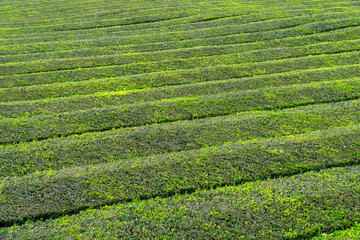 Gorreana tea plantation on the island of São Miguel.