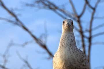 Seagull on a blue background. Close-up photo of seagull.
