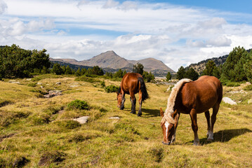 Fototapeta na wymiar Wildpferde in den französischen Pyrenäen