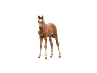 brown thoroughbred foal isolated on white