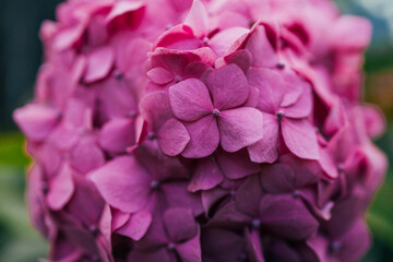 Fototapeta premium Delicate natural floral background in light pink pastel colors. Hydrangea flowers in nature close-up with soft focus. High quality photo