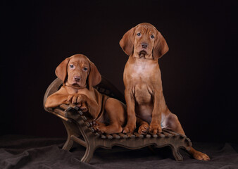 Two cute Hungarian Vizsla puppies sitting on a bench