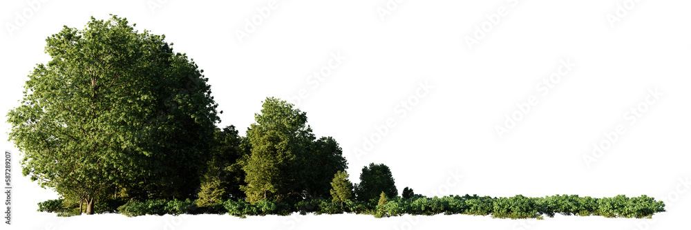 Fototapete small grove, trees and bushes in an open forest, isolated on transparent background banner with empt