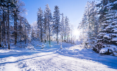 Winter forest in Seefeld, Austria