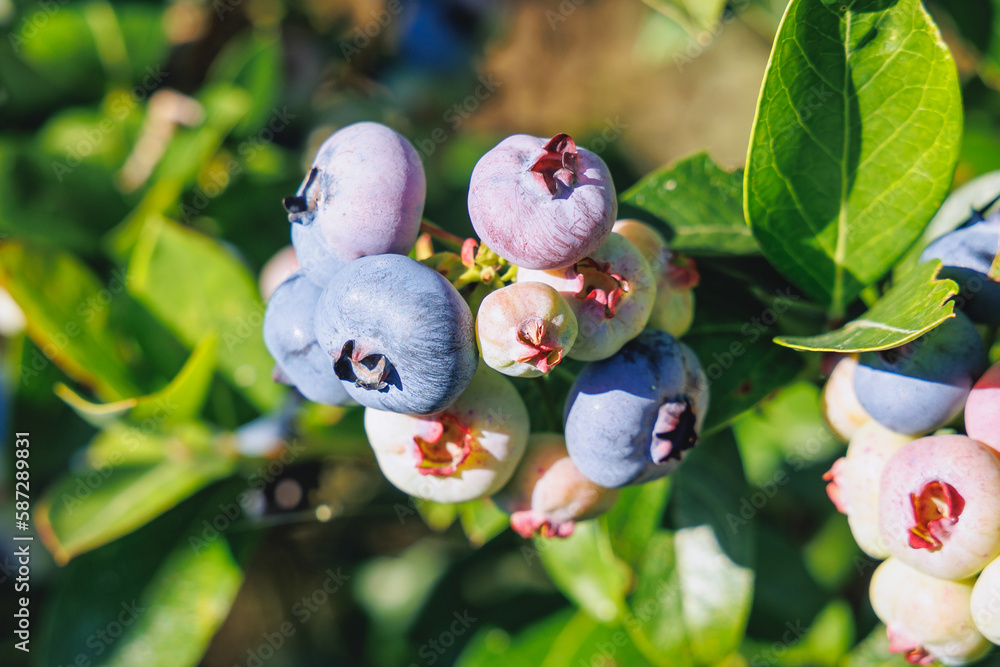 Sticker Blueberry plantation in Mazowsze region of Poland