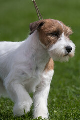 Russell Terrier close up at a dog show