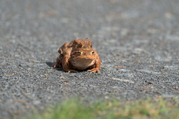 Erdkröte bei der Paarung