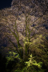 六義園の夜桜