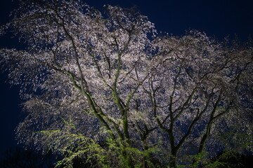 六義園の夜桜