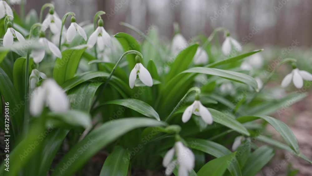Poster camera moves along the flowers and leaves of snowdrops. glade of white snowdrops in the forest in sp