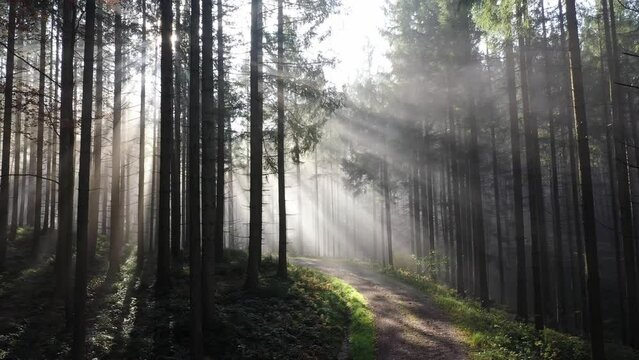 sun rays shine through the morning fog in the forest with forest path, drone photography,