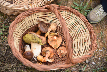 cesta con setas © Ares