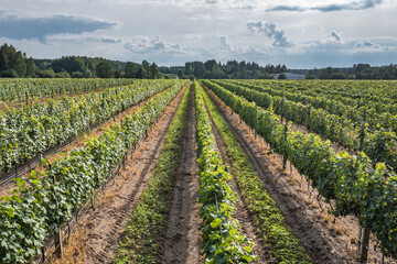 Fototapeta na wymiar Row of vine grapes in vineyard in Dworzno village in Poland